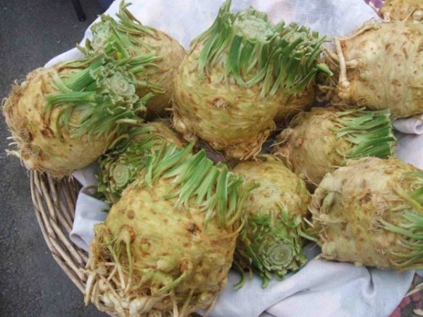  Celery Roots in Baskets