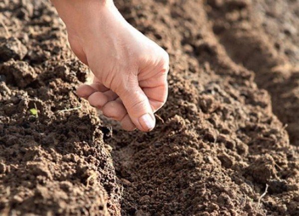  La fertilité du sol affecte la croissance de l'aneth