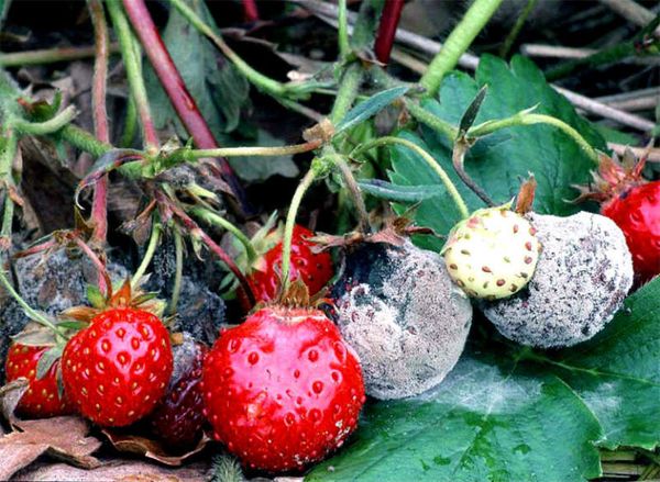  Graufäule auf Erdbeeren