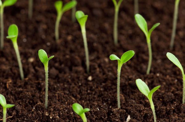  Controllare la germinazione e la data di scadenza dei semi