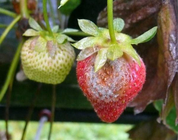  Le premier signe de la maladie est l'apparition de taches sombres et déprimées sur les fruits.