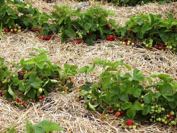  Avec l'aide du paillage, il est possible d'exclure le contact des fruits de la fraise avec le sol