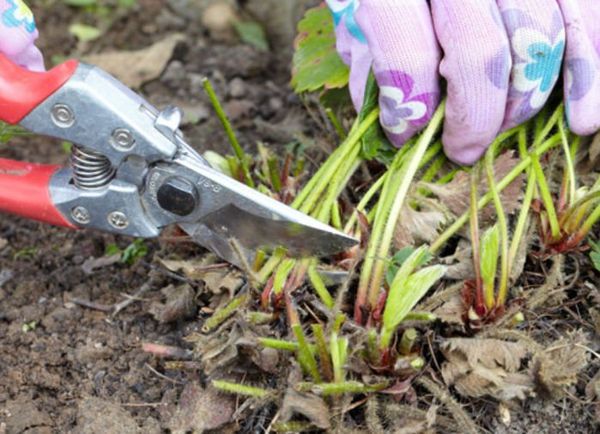  L'enlèvement du feuillage après la récolte des fraises est un moyen de prévenir la moisissure grise.