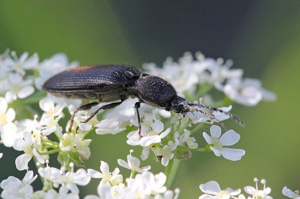  Beetle gândac