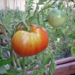  Самоопрашени домати