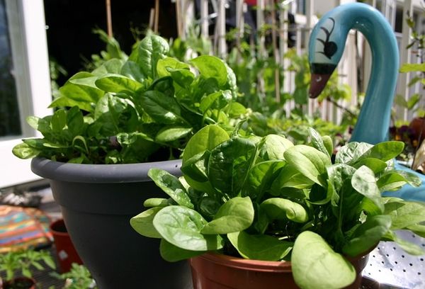  Vous pouvez faire pousser des épinards dans des pots et des bacs à fleurs