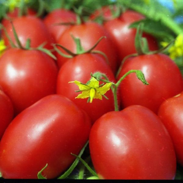  The best determinant varieties of tomatoes for greenhouses in Siberia