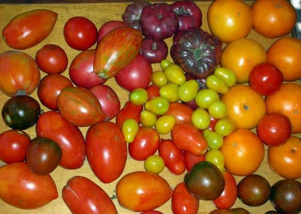  Fördelarna med att odla långa tomater