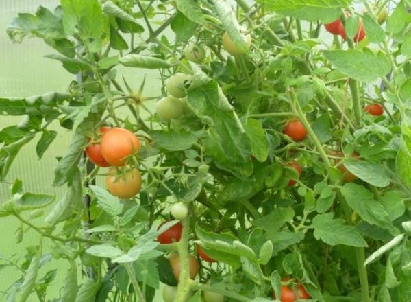  Tomate cultivar Stolypin