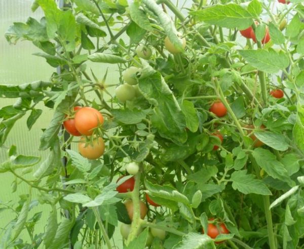  Tomatensorte Stolypin