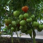  Die Vorteile des Anbaus von hohen Tomaten