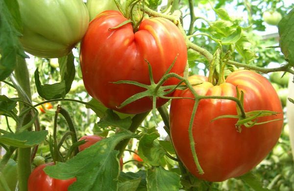  Οι ποικιλίες ντομάτας Καρδινάλιος