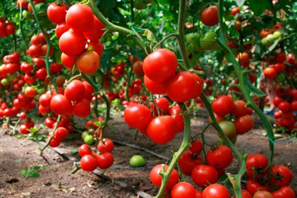  الزراعة الزراعية من الطماطم