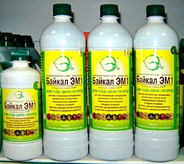  Means Baikal EM is suitable for disinfecting the greenhouse before planting a tomato