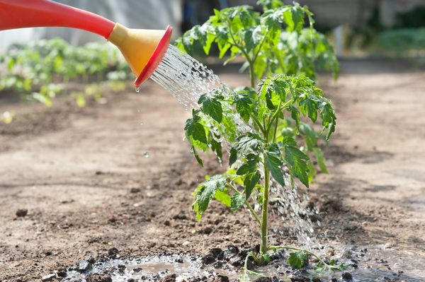  오픈 그라운드에서 물을주는 토마토는 일주일에 1-2 번 수행됩니다.