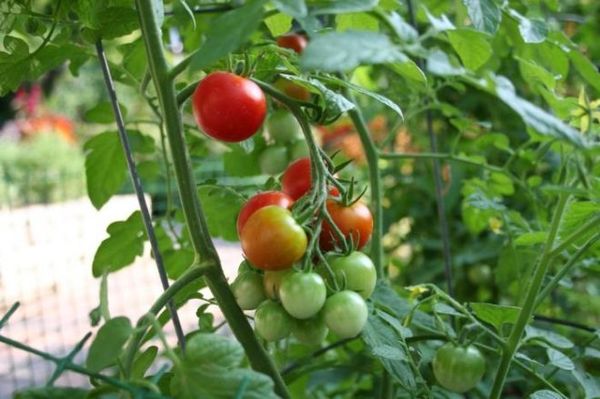  أصناف من الطماطم مقاومة للفيتور والفلور