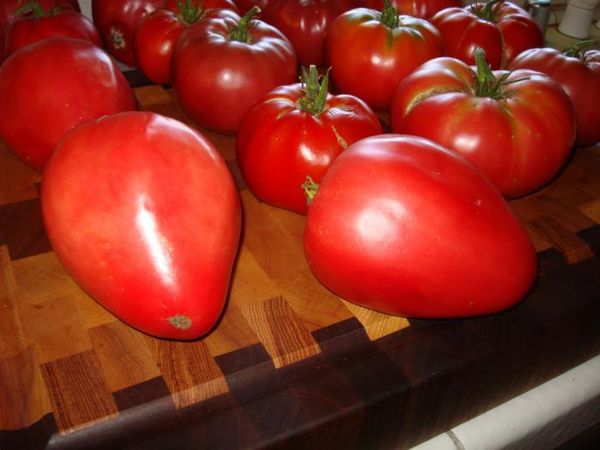  Plantera en tomat kardinal