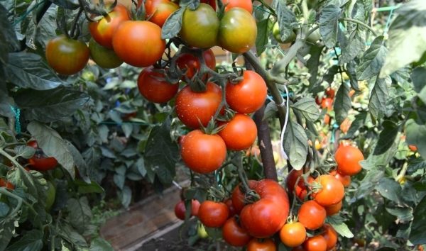  Klusha-tomater tolererar temperaturfluktuationer och är resistenta mot stora sjukdomar av solanaceous grödor.