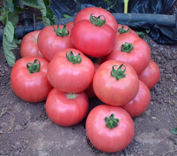  Tomaten-Hybridsorte Himbeer-Jingle