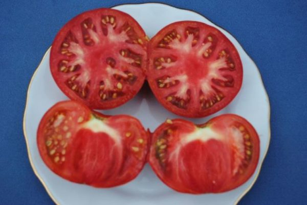  Tomato menanggung cakar dalam potongan