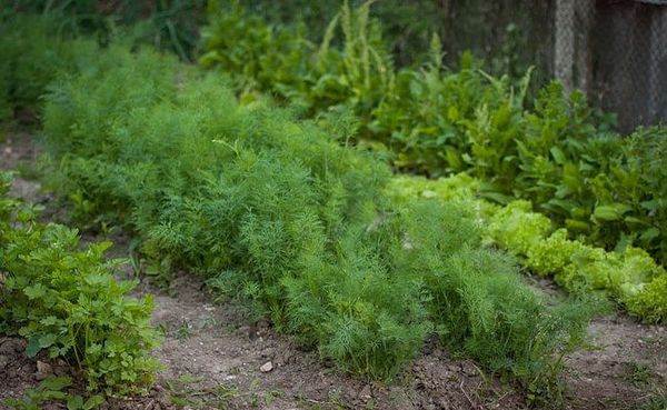  Comment planter de l'aneth et du persil dans le pays