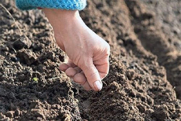  Pour planter l’aneth, préparez une profondeur de sillon d’environ 2 cm