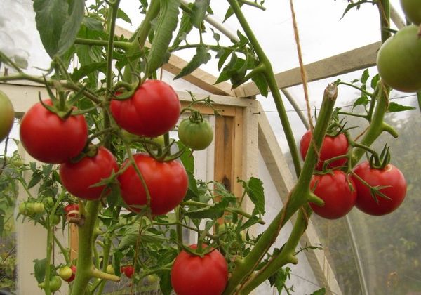  What are the early varieties of tomato plant in the greenhouse?