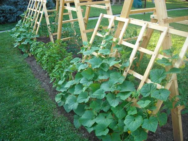  Soins de qualité après la plantation