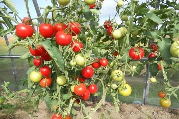  Vilka är de tidiga sorterna av tomatplantor i växthuset?
