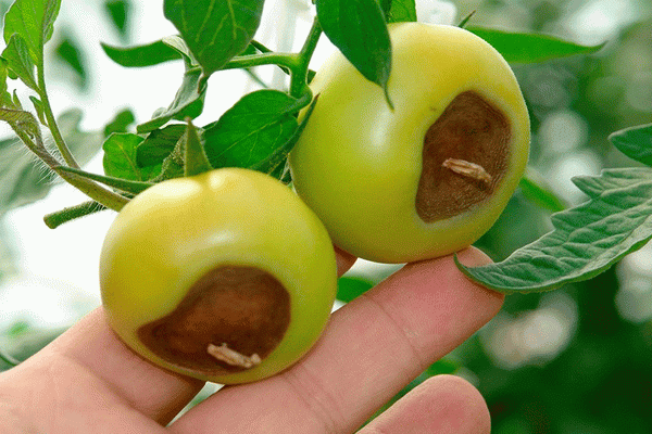  Tomato Rot Top Rot
