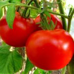  벨로루시 용 오픈 그라운드 토마토