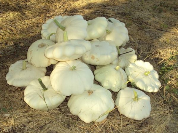  La collection de courges est fabriquée selon la maturité technique