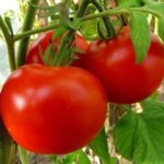  Tomatoes suitable for the Leningrad region