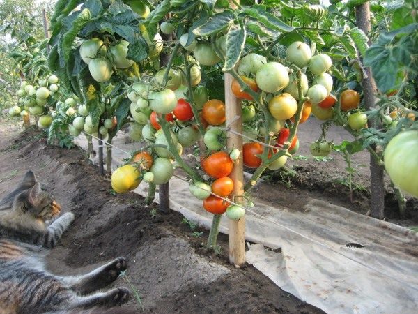  حتى في سيبيريا ، مزروعة بطريقة I. M.شجيرات Maslov من الطماطم تعطي غلة عالية باستمرار في الحقل المفتوح وفي البيوت الزجاجية