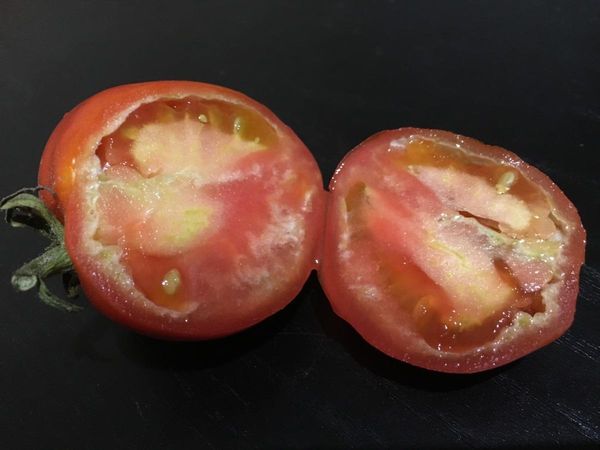  Wenn Tomaten während der Blüte nicht befruchtet werden, wachsen sie mit einem unreifen Herzen.