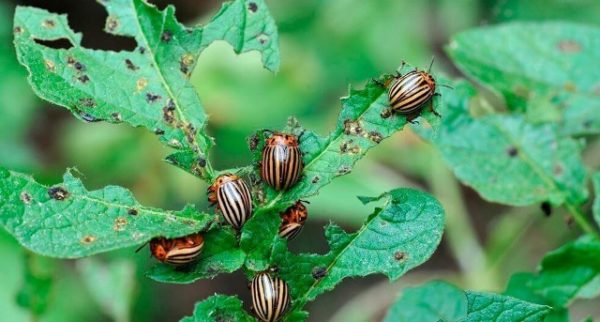  Doryphore dans le jardin