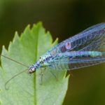  lacewings