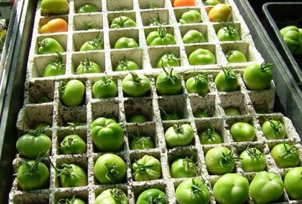  Almacenamiento de tomates en cajones