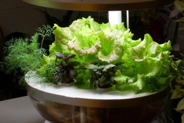  Growing greens in hydroponics