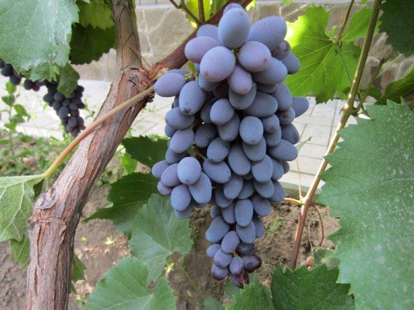  L'uva di Giove è usata come varietà da tavola e per produrre vino.