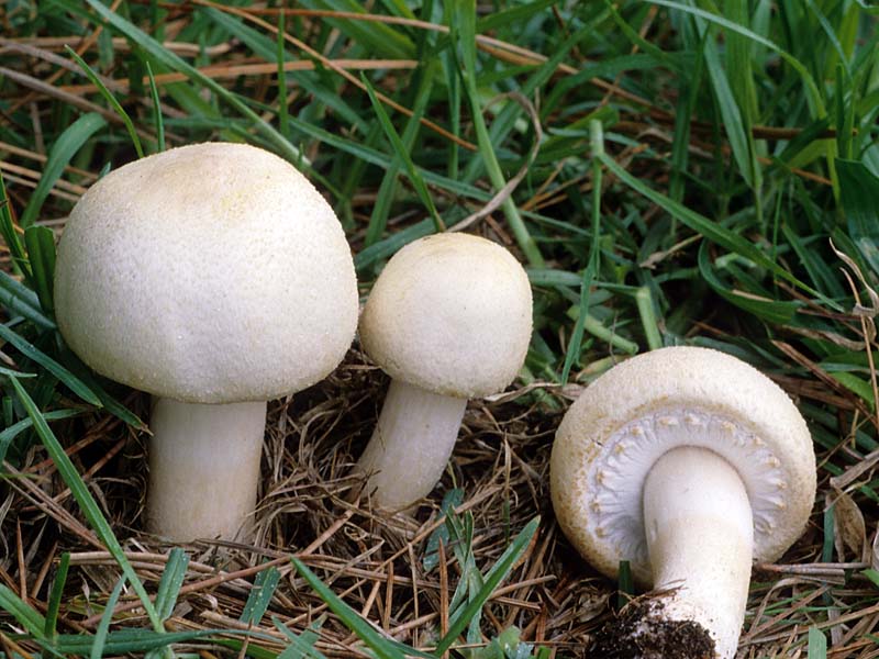  Cultivo de cogumelos