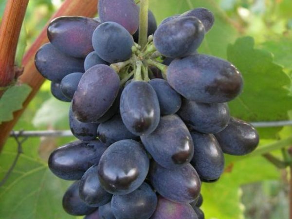  Bacca di uva Kadryanka