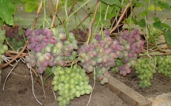  Позлатяване на грозде от низина