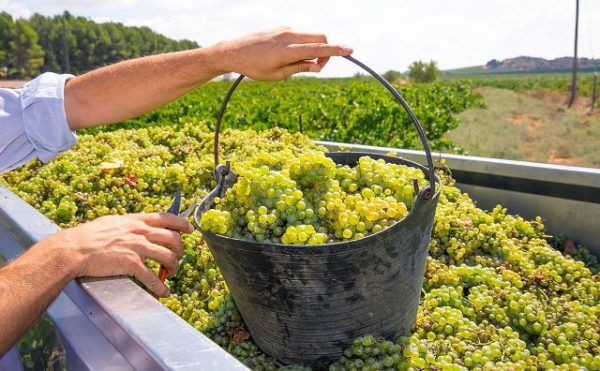  Raccolta delle uve Chardonnay