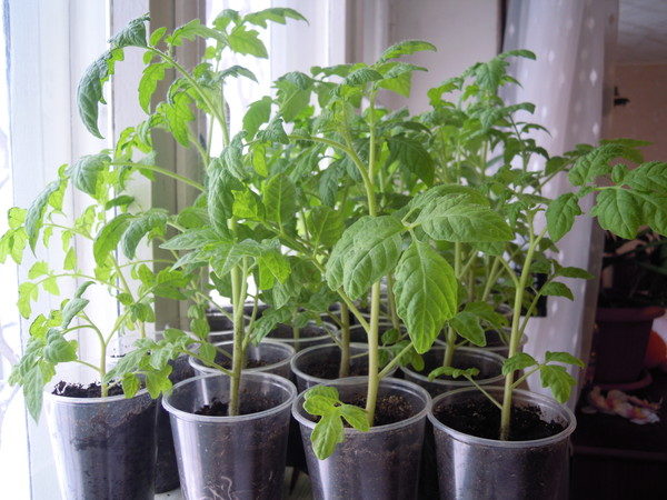  Tomatsplantor
