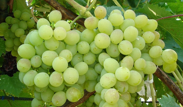  Cerca de racimo de uvas delicias