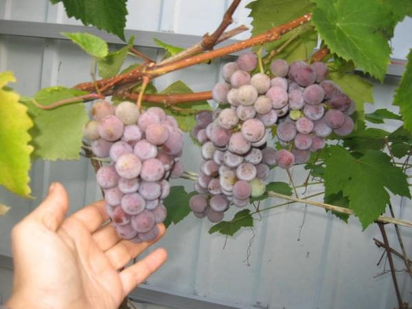  Beeren für die Weinherstellung sind besser im Herbst zu sammeln