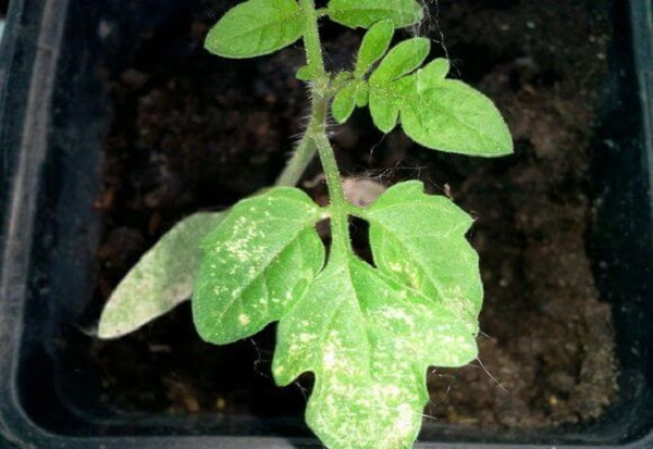  τα φύλλα μετατρέπονται λευκά σπορόφυτα ντομάτα