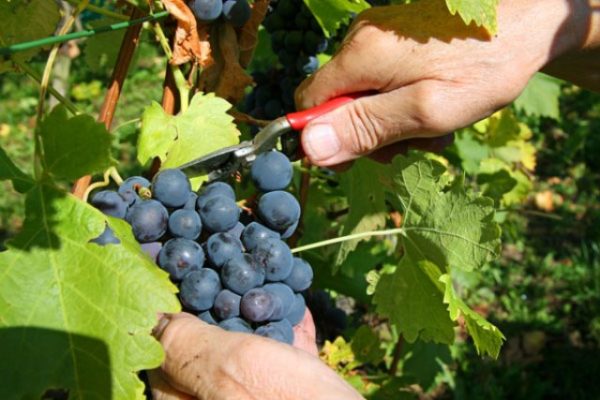  Couper une grappe de cépages beauté