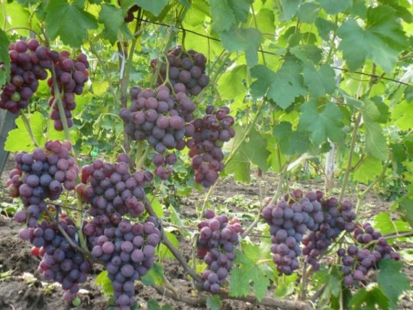  Klustrar av Roshfort druvor på vinstocken